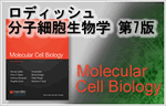 ロディシュの分子細胞生物学　第7版　Molecular Cell Biology 7th ed.