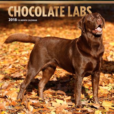 2018 Labrador Retrievers, Chocolate Wall Calendar 20 p. 17