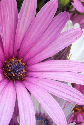 A Huge Purple African Daisy, for the Love of Flowers: Blank 150 Page Lined Journal for Your Thoughts, Ideas, and Inspiration P 1