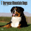 2018 Bernese Mountain Dogs Wall Calendar 20 p. 17