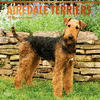 2018 Airedale Terriers Wall Calendar 20 p. 17