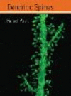 Dendritic Spines H 264 p. 10