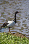 A Magpie Goose at Water's Edge, Birds of the World: Blank 150 Page Lined Journal for Your Thoughts, Ideas, and Inspiration P 160