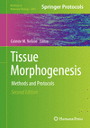 Tissue Morphogenesis:Methods and Protocols, 2nd ed. (Methods in Molecular Biology, Vol. 2805) '24