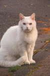 A Gorgeous White Cat Sitting on the Pier Journal: 150 Page Lined Notebook/Diary P 152 p.