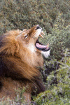 A Male Lion Roaring in the Wild, for the Love of Animals: Blank 150 Page Lined Journal for Your Thoughts, Ideas, and Inspiration