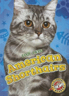 American Shorthairs(Cool Cats) H 24 p. 16