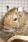 A Common Degu Brush-Tailed Rat (Octodon degus) Journal: 150 Page Lined Notebook/Diary P 152 p. 16