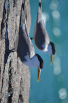 A Pair of Crested Terns, Birds of the World: Blank 150 Page Lined Journal for Your Thoughts, Ideas, and Inspiration P 160 p. 16