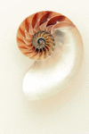A Simple and Lovely Nautilus Seashell Journal: 150 Page Lined Notebook/Diary P 152 p.