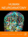 Human Neuroanatomy H 300 p. 24