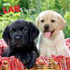 2018 Labrador Retriever Puppies Wall Calendar 20 p. 17