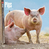 2018 Pigs Wall Calendar 20 p. 17