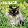 2018 Himalayan Cats Wall Calendar 20 p. 17