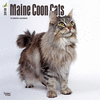 2018 Maine Coon Cats Wall Calendar 20 p. 17