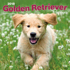 2018 Golden Retriever Puppies Wall Calendar 20 p. 17