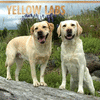 2018 Labrador Retrievers, Yellow Wall Calendar 20 p. 17